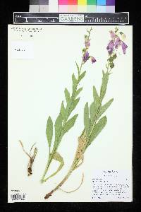 Image of Digitalis thapsi