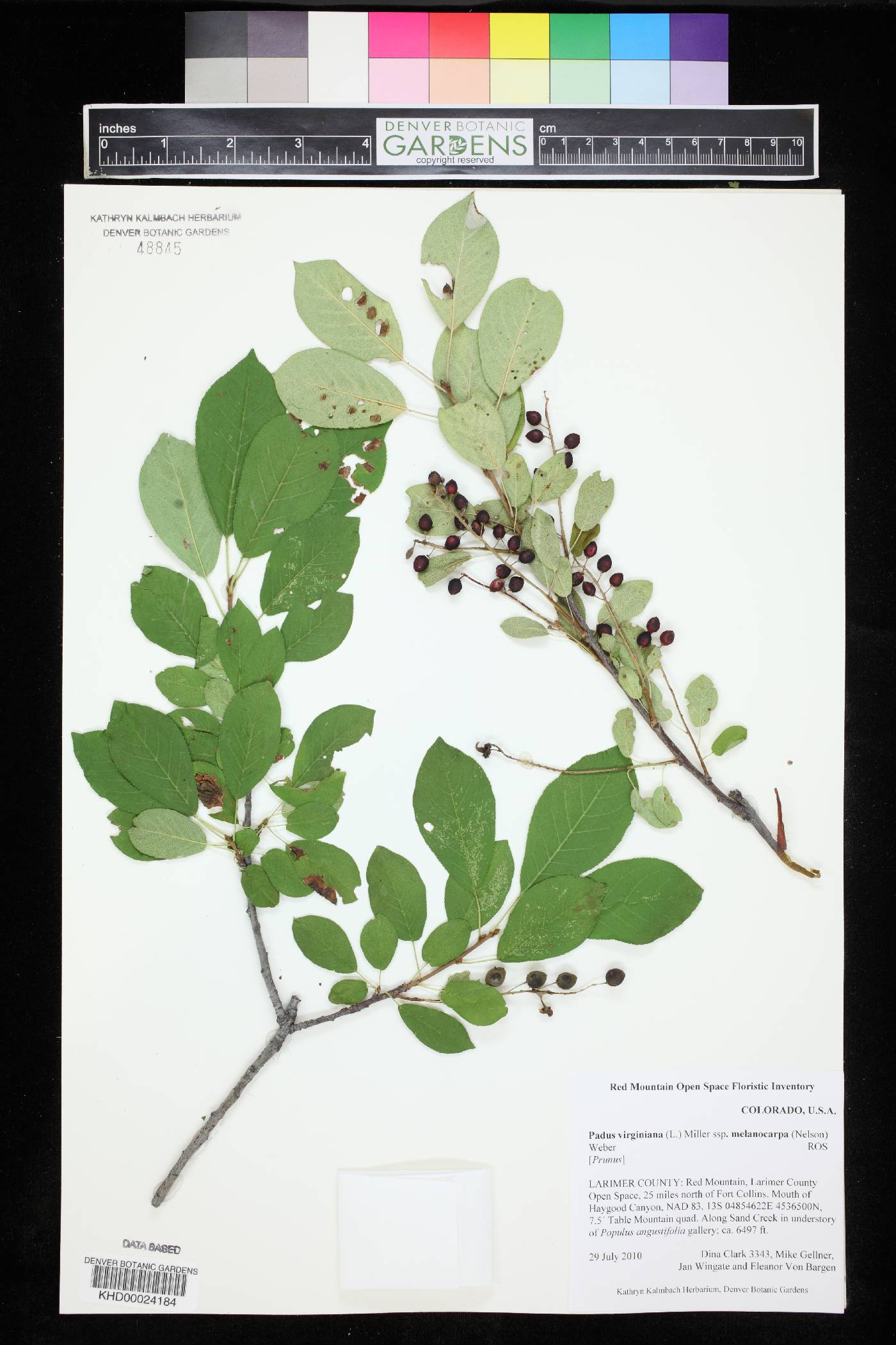 Padus virginiana image