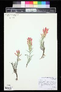 Castilleja integra image