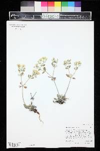 Eriogonum jamesii image