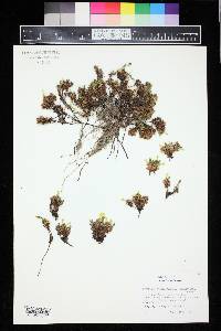 Vitaliana primuliflora subsp. praetutiana image