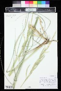 Spartina pectinata image