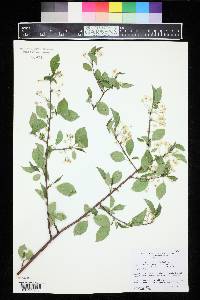 Prunus pensylvanica image