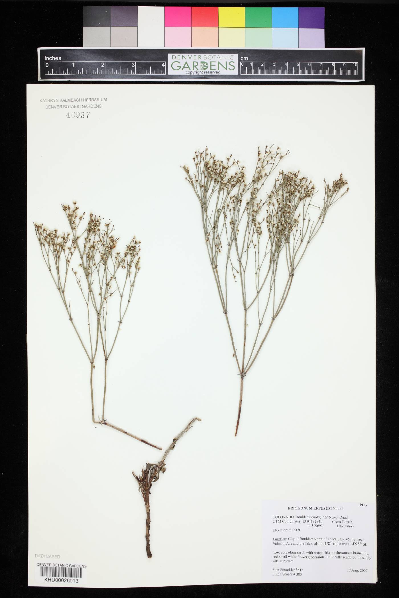 Eriogonum effusum image