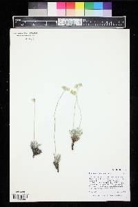 Eriogonum lachnogynum image