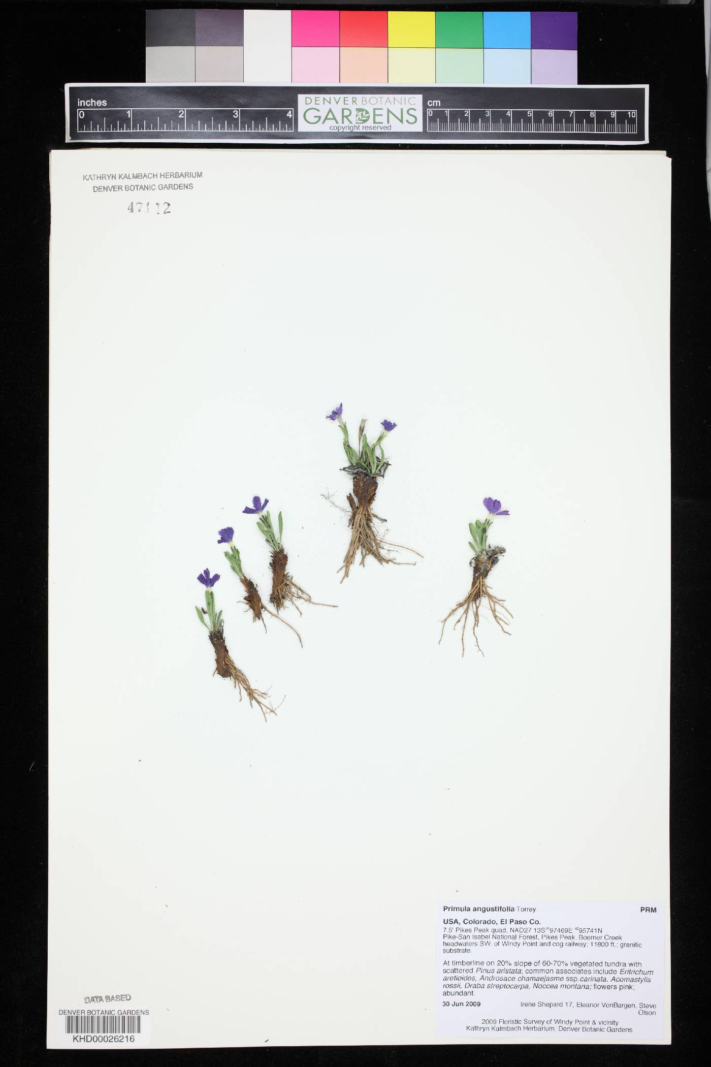 Primula angustifolia image