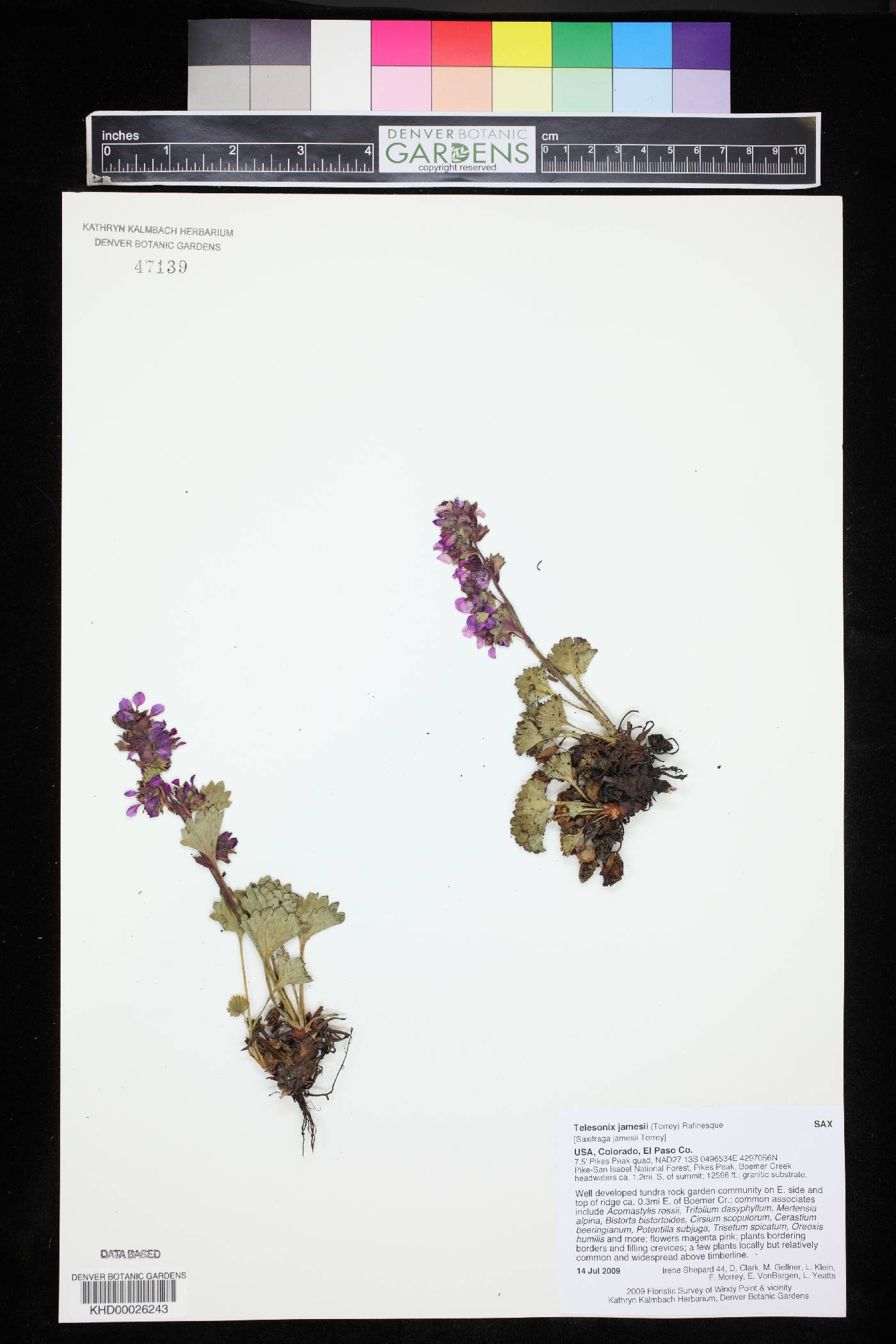 Telesonix jamesii image
