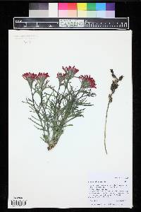 Castilleja chromosa image