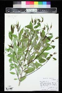 Salix amygdaloides image