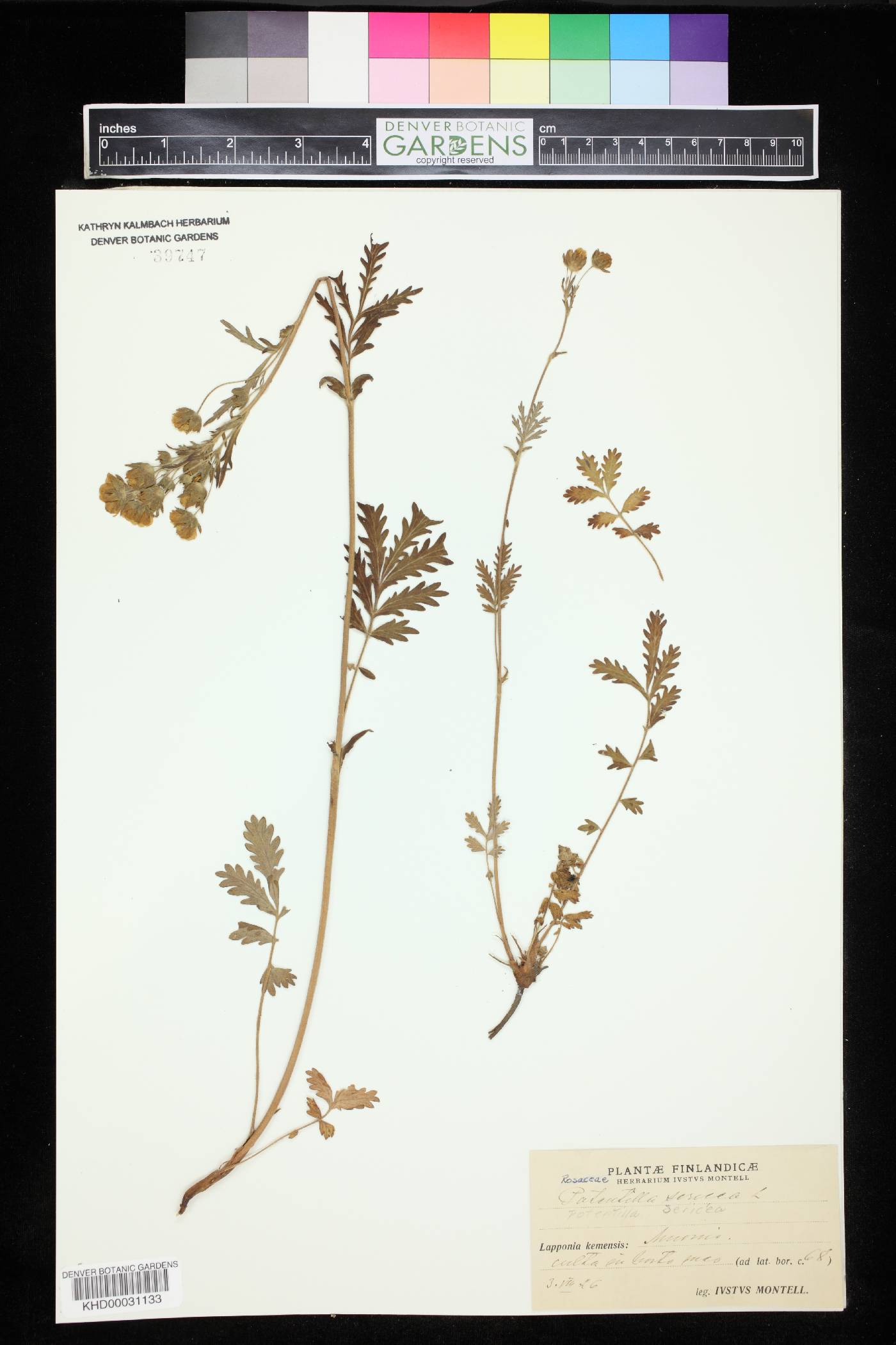 Potentilla sericea image