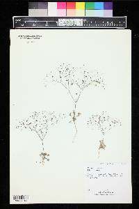 Eriogonum thomasii image