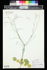 Eriogonum fusiforme image