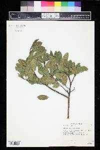 Frangula californica image