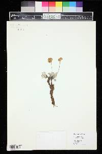 Eriogonum ovalifolium var. purpureum image