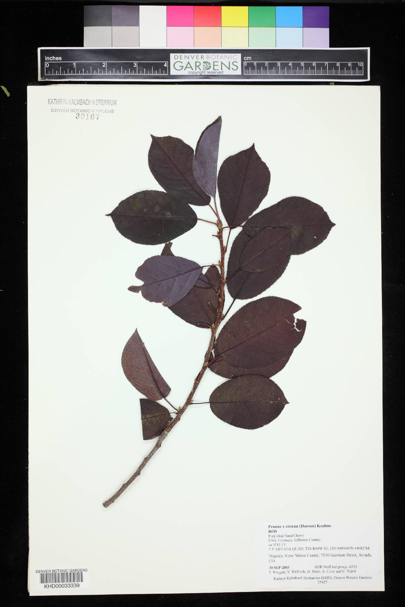 Prunus x cistena image
