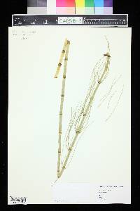 Equisetum fluviatile image