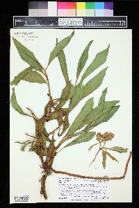 Rumex altissimus image