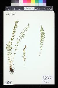 Woodsia neomexicana image