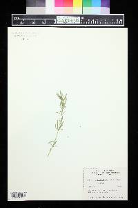 Hybanthus verticillatus image