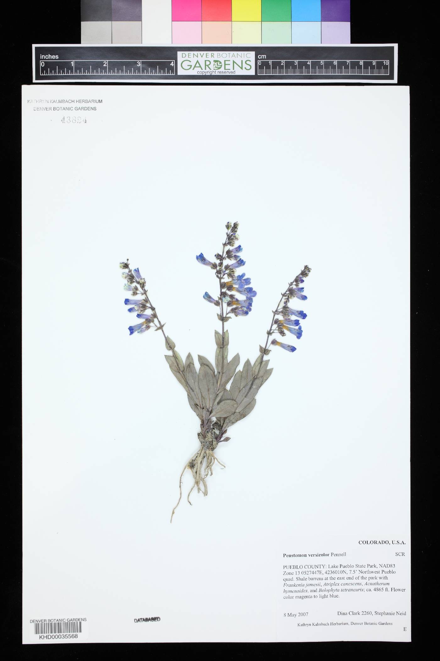Penstemon versicolor image