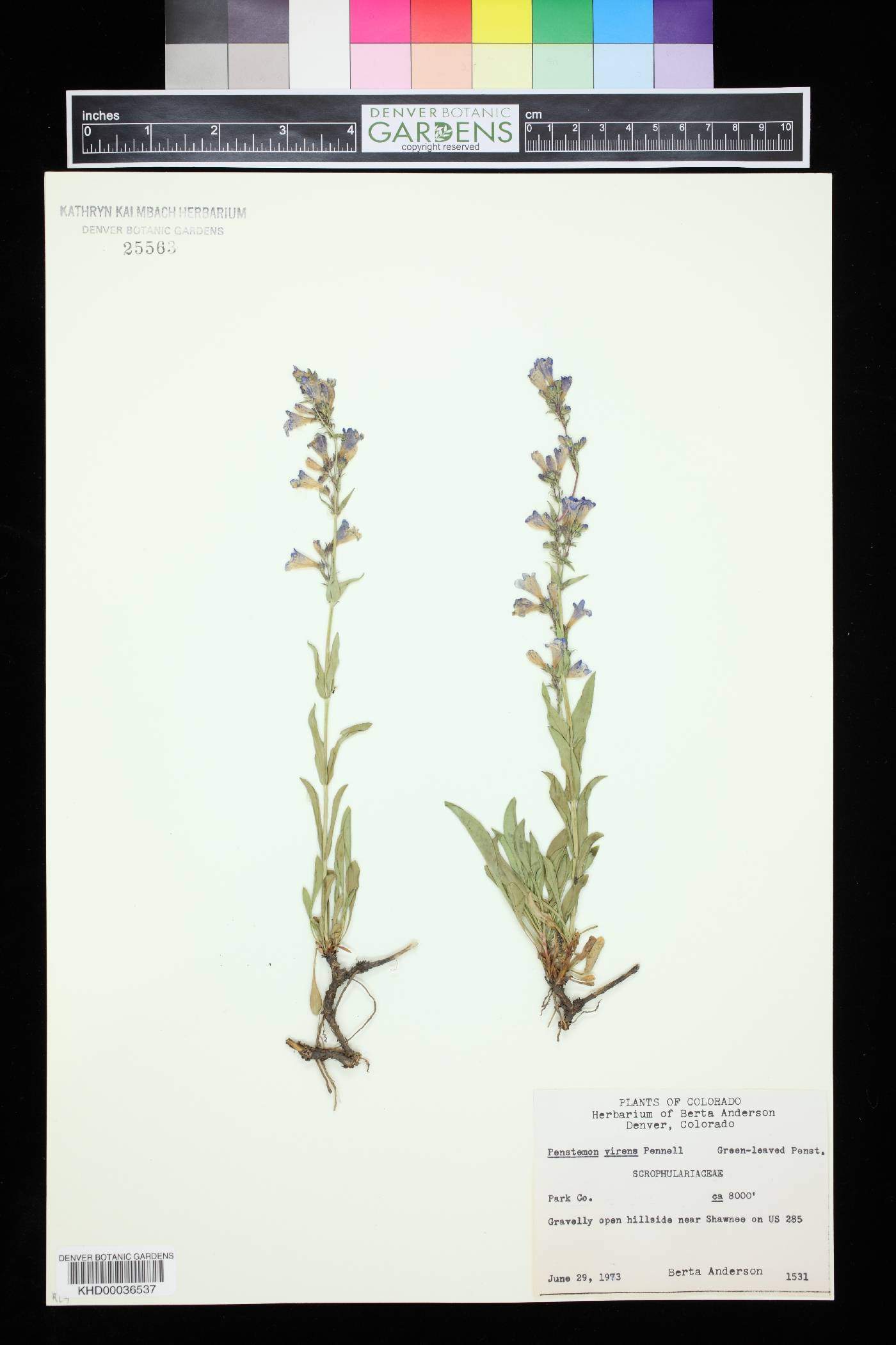 Penstemon virens image