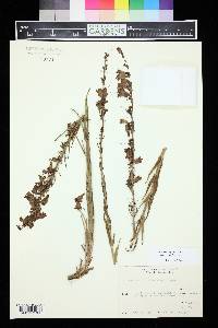 Penstemon virgatus image