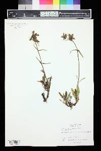 Penstemon whippleanus image