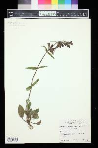 Penstemon whippleanus image