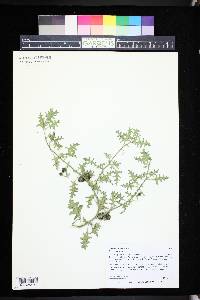 Solanum triflorum image