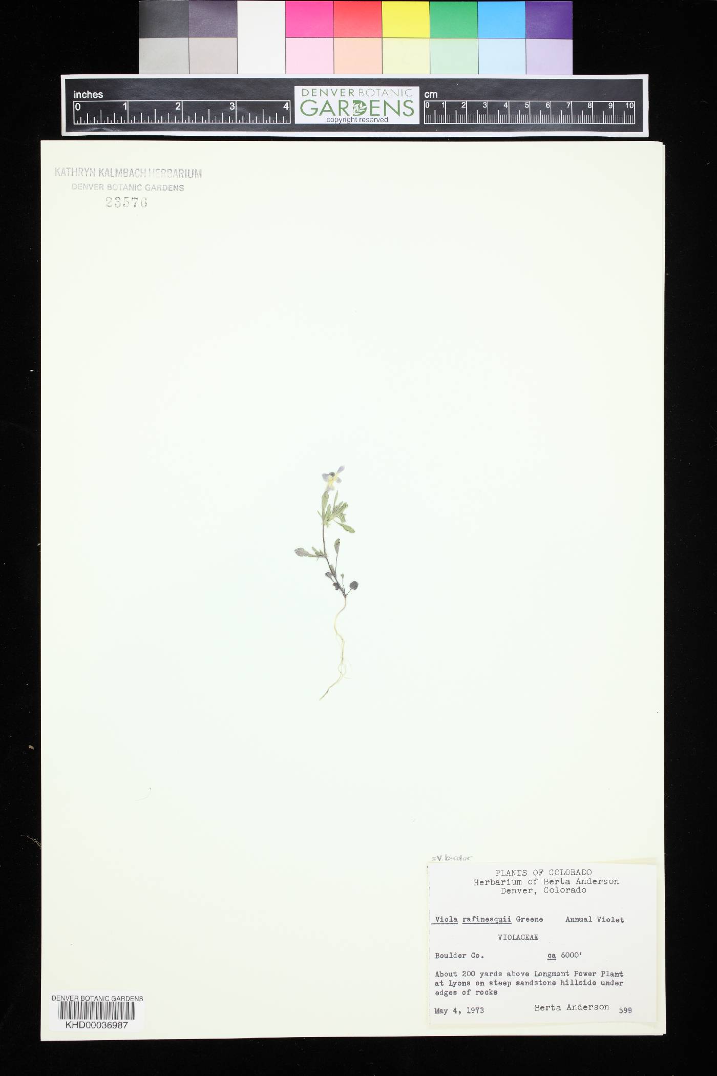 Viola biflora image