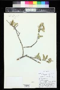 Salix drummondiana image