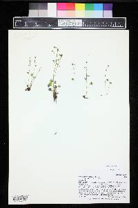 Saxifraga rivularis image