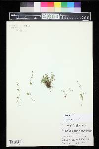 Saxifraga rivularis image