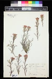 Castilleja applegatei image