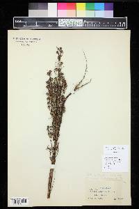 Agalinis tenuifolia var. parviflora image
