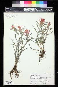 Castilleja integra image