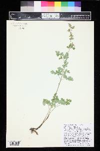 Thalictrum fendleri image