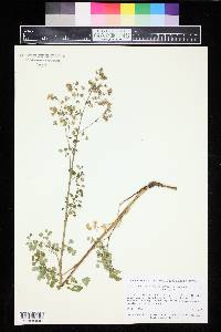 Thalictrum fendleri image