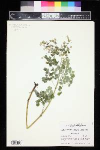 Thalictrum fendleri image