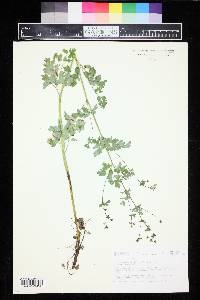 Thalictrum sparsiflorum image