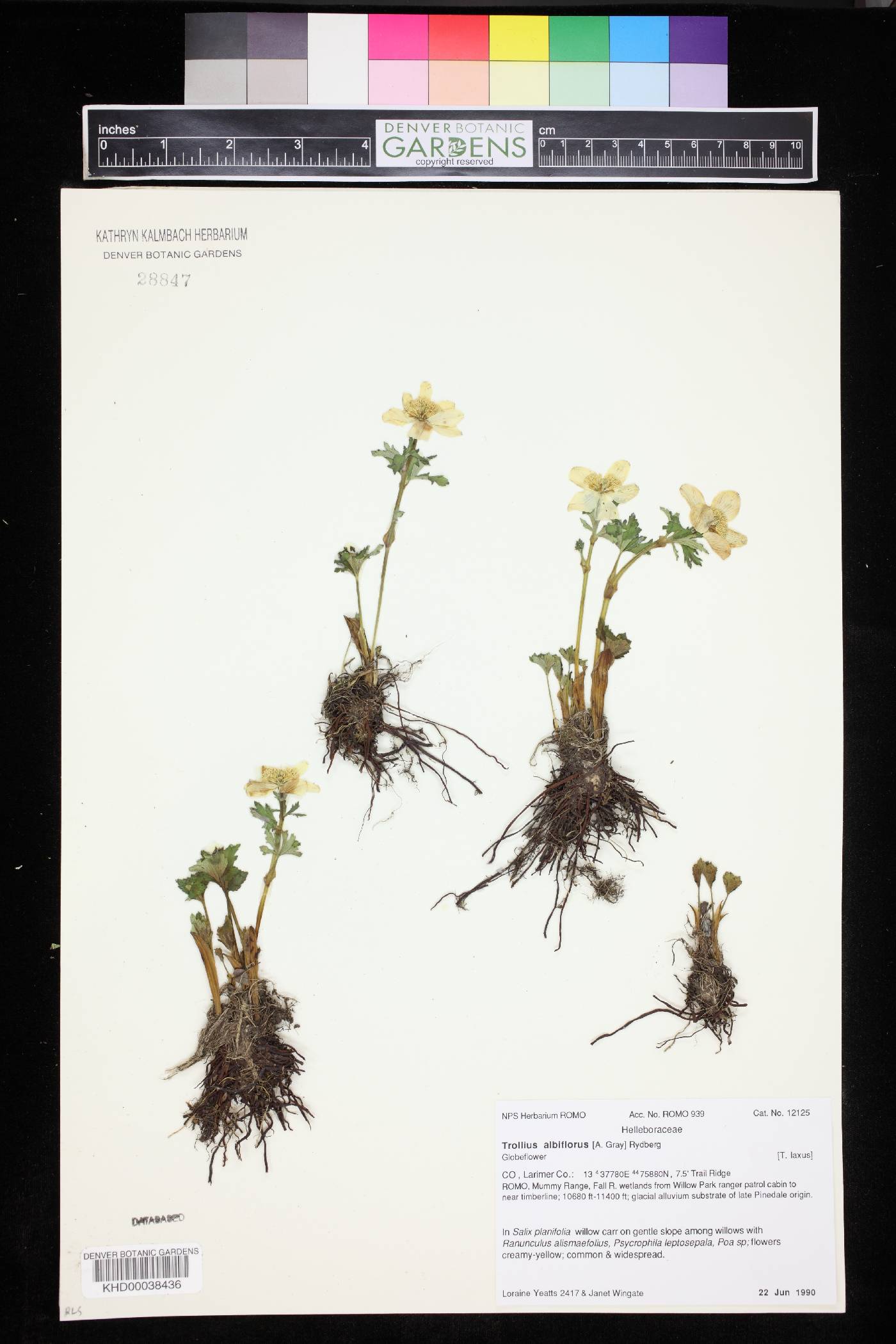 Trollius albiflorus image