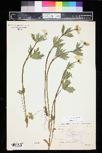 Trollius albiflorus image