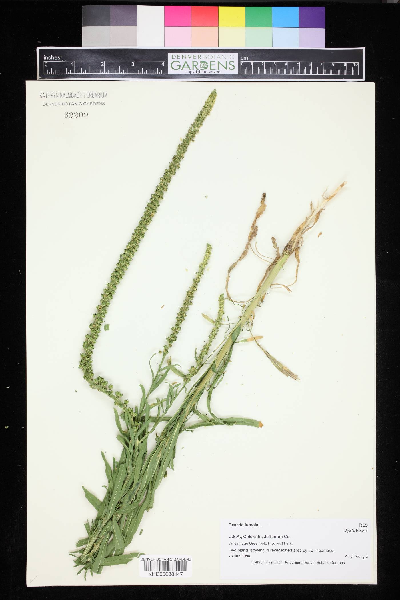 Reseda luteola image