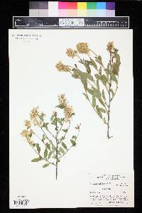 Ceanothus herbaceus image