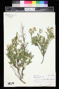 Ceanothus herbaceus image