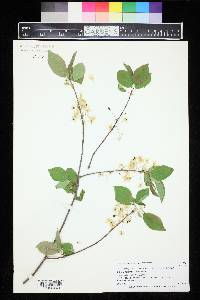 Prunus pensylvanica image