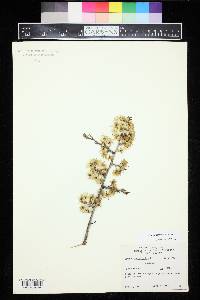 Prunus pensylvanica image