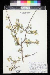 Prunus pensylvanica image