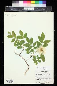 Rosa acicularis image