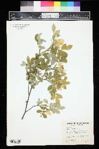 Rosa acicularis image